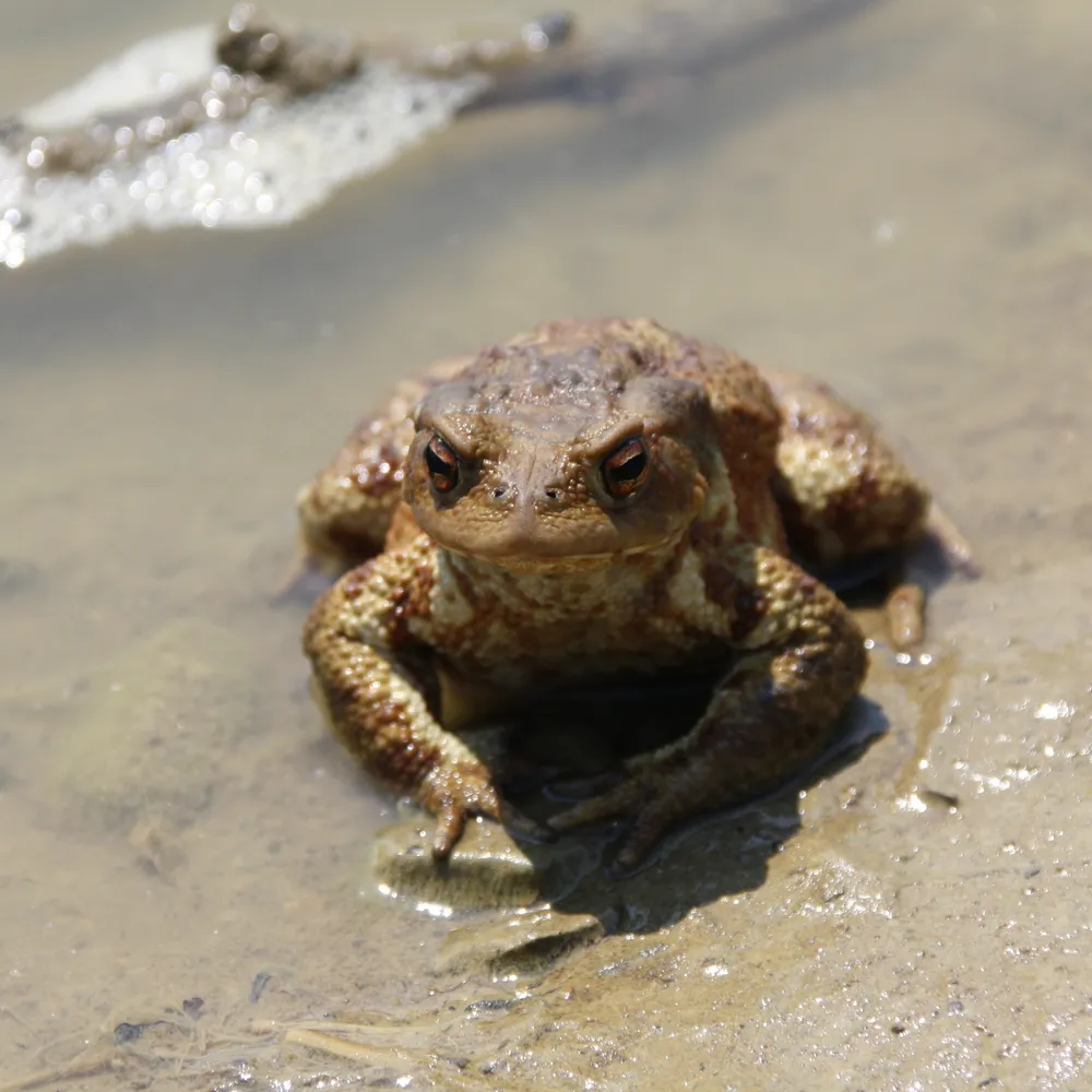 Foto Profilo di Rudi_Zanetti